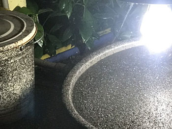 琉璃蟻肆虐高雄六龜~點燈抓蟻恐怖畫面曝騎車還要護眼